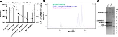 Single-step rapid chromatographic purification and characterization of clinical stage oncolytic VSV-GP